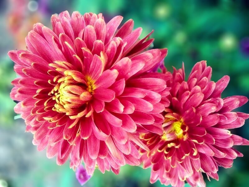 Two Pink Chrysanthemums — Calm