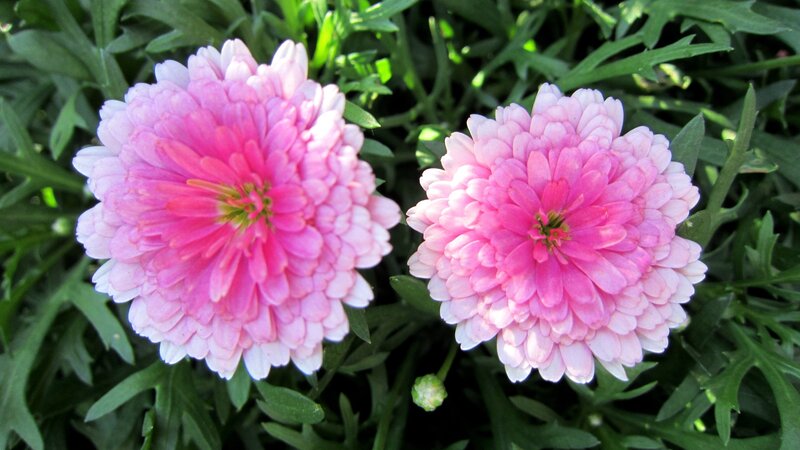 Two Pink Chrysanthemums