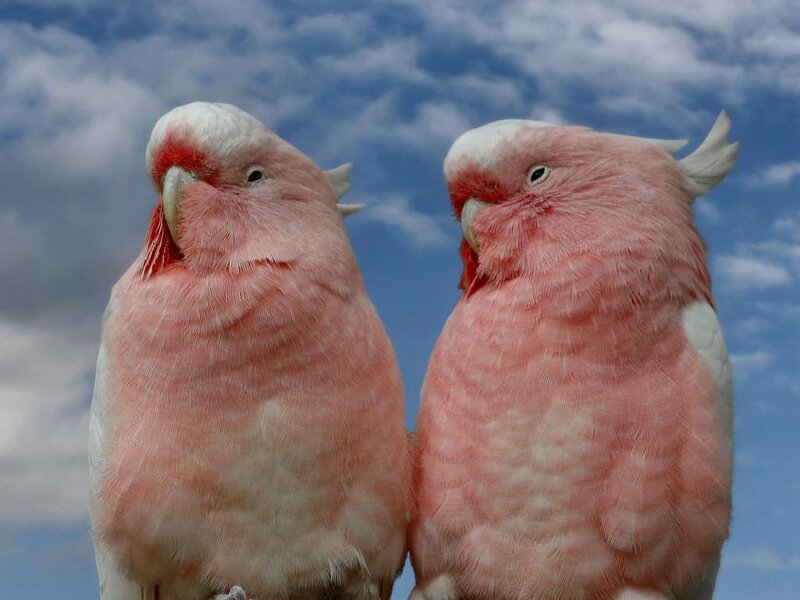Two pink cockatoos against blue sky