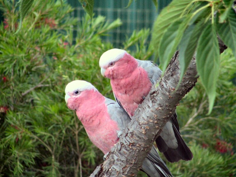 Two Pink Cockatoos — Calm, Afternoon, Photograph, Tree Branch