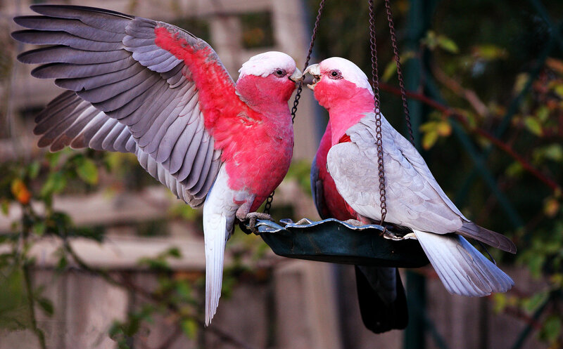 Two Pink Cockatoos — Calm, Afternoon