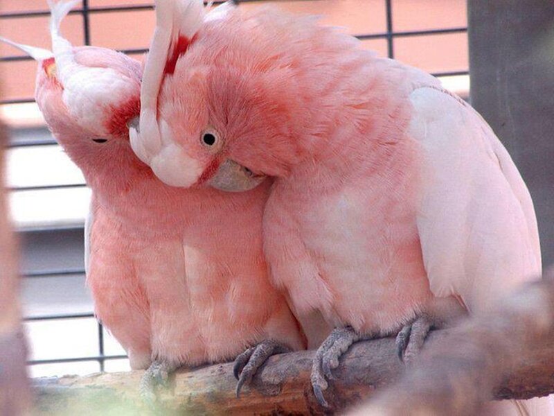 Two Pink Cockatoos — Calm, Photograph, Birds, Branch