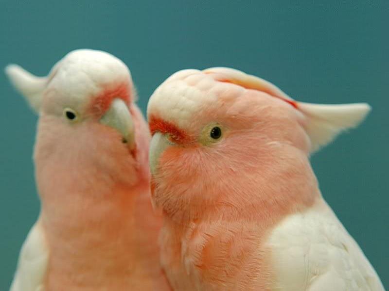 Two Pink Cockatoos — Calm, Photograph, Birds