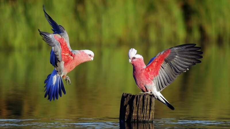 Two Pink Cockatoos — Dynamic, Afternoon, Photograph, Bird