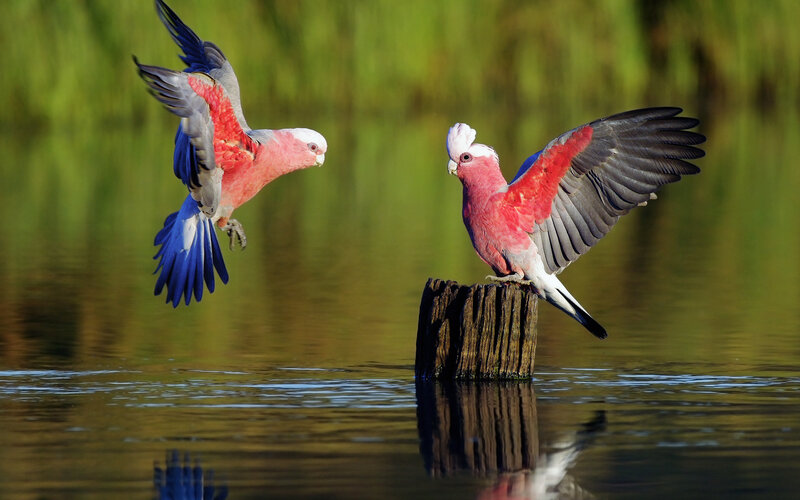 Two Pink Cockatoos — Dynamic, Afternoon, Photograph