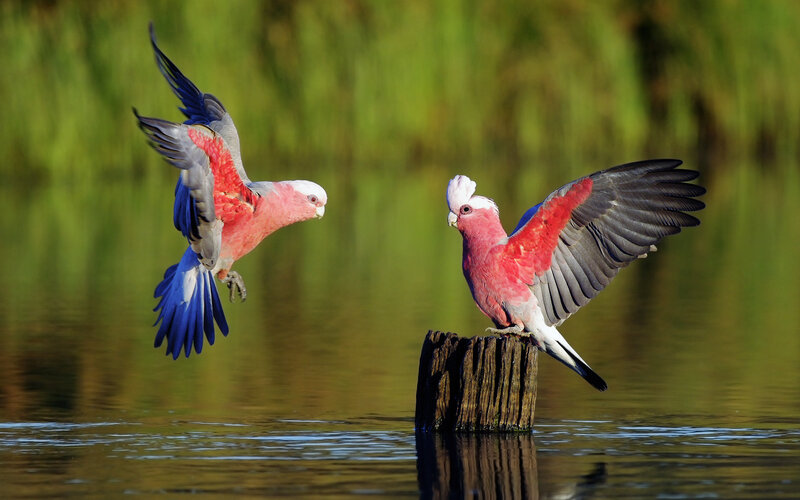 Two Pink Cockatoos — Dynamic, Afternoon