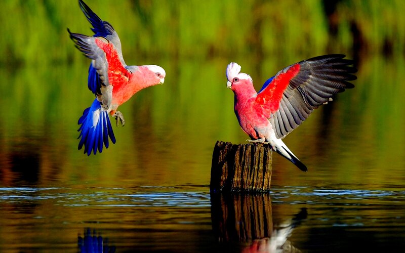 Two Pink Cockatoos — Dynamic