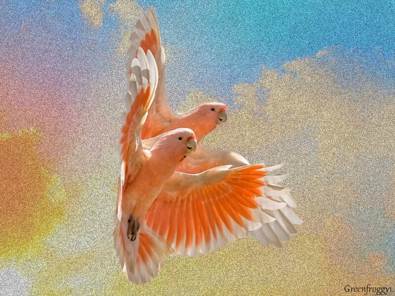Two Pink Cockatoos Flying