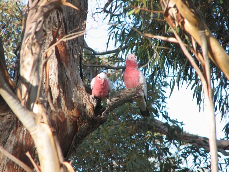 Two pink cockatoos in a tree