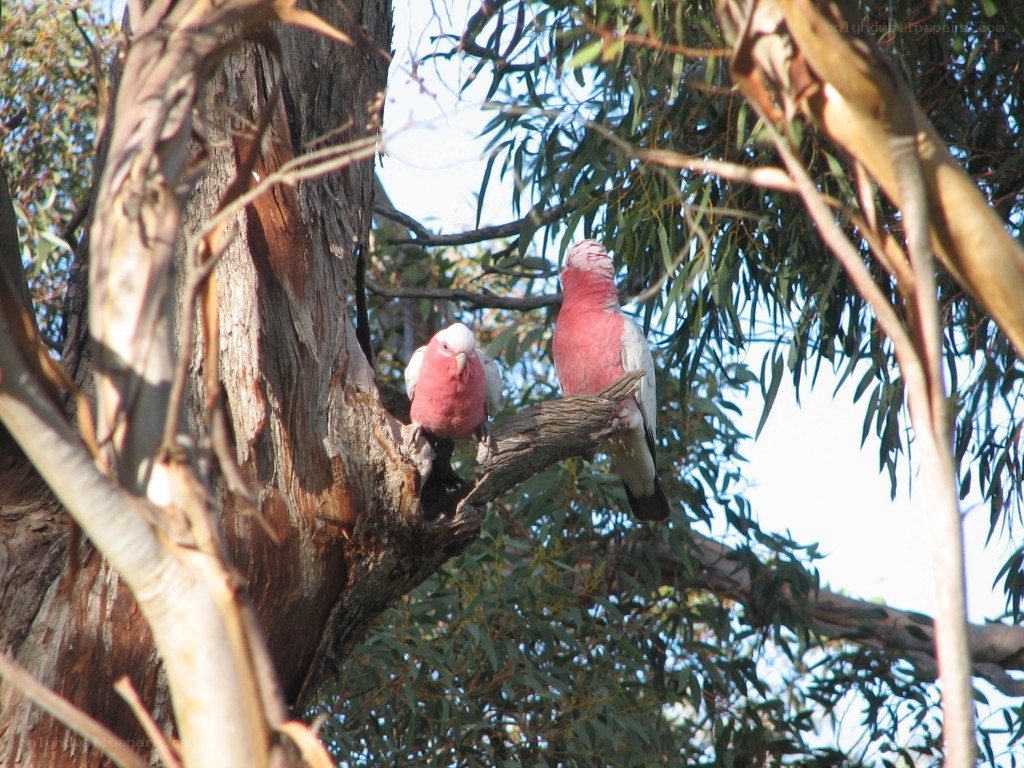 Two pink cockatoos in a tree