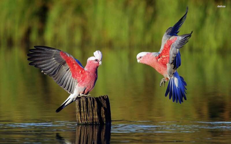 Two Pink Cockatoos — Natural