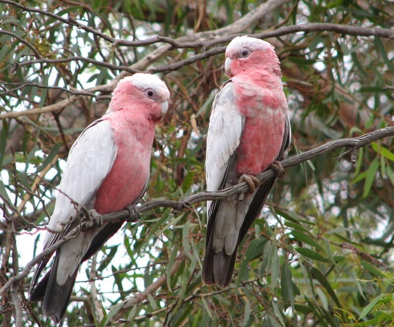 Two pink cockatoos on a branch