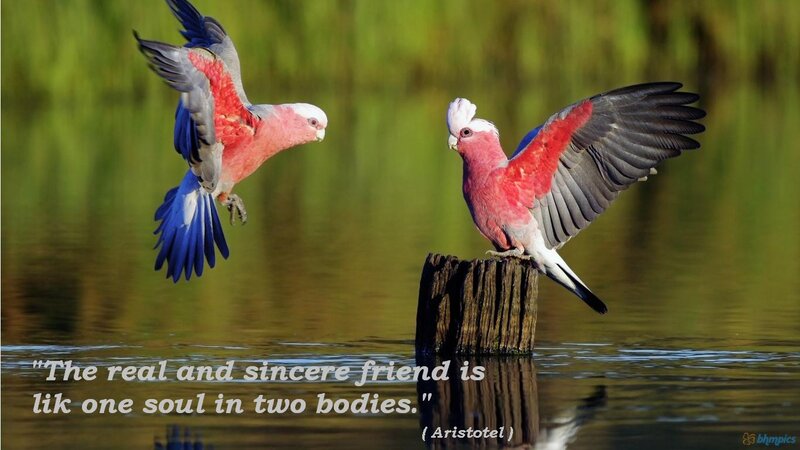 Two Pink Cockatoos — Serene