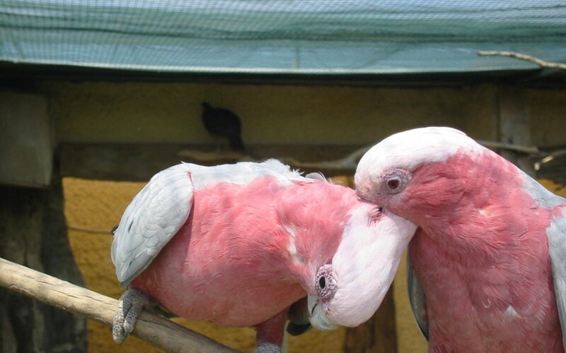 Two Pink Cockatoos