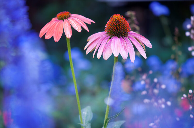 Two Pink Coneflowers