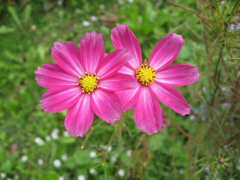 Two Pink Cosmos Flowers — Calm
