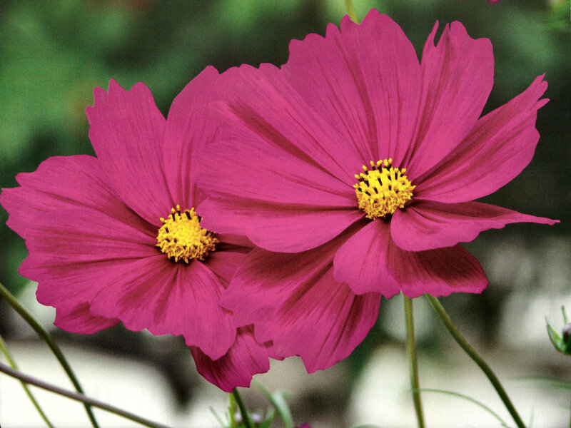 Two Pink Cosmos Flowers