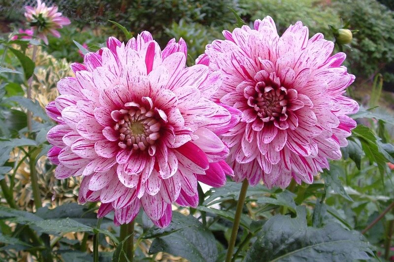 Two Pink Dahlia Flowers — Calm, Afternoon