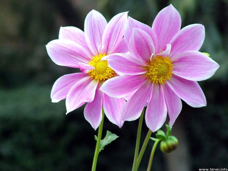 Two Pink Dahlia Flowers — Calm