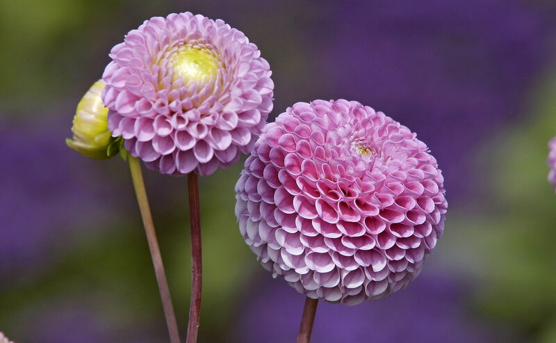 Two Pink Dahlia Flowers — Serene, Afternoon