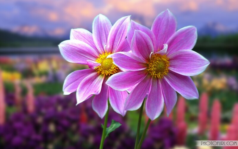 Two Pink Dahlia Flowers — Serene