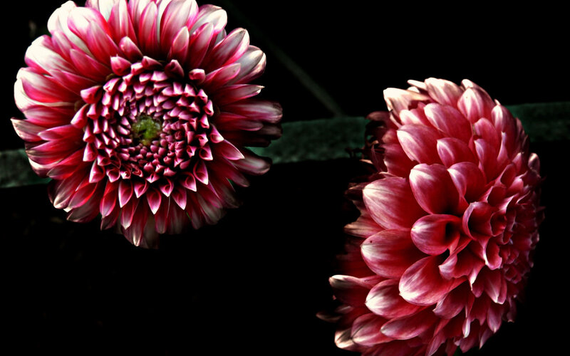 Two pink dahlia flowers