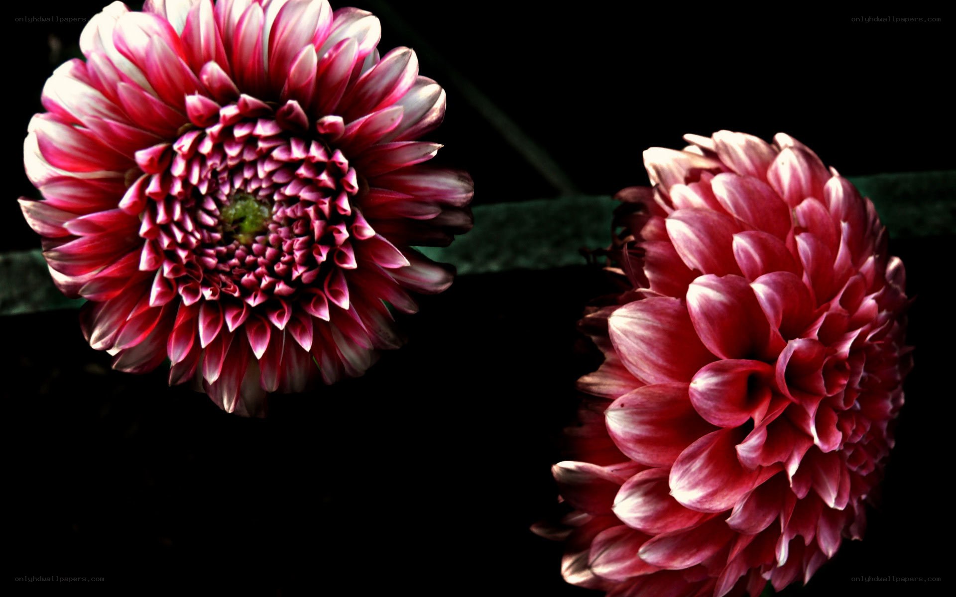 Two pink dahlia flowers