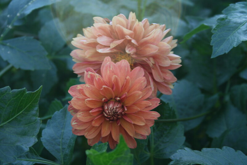 Two Pink Dahlias — Calm
