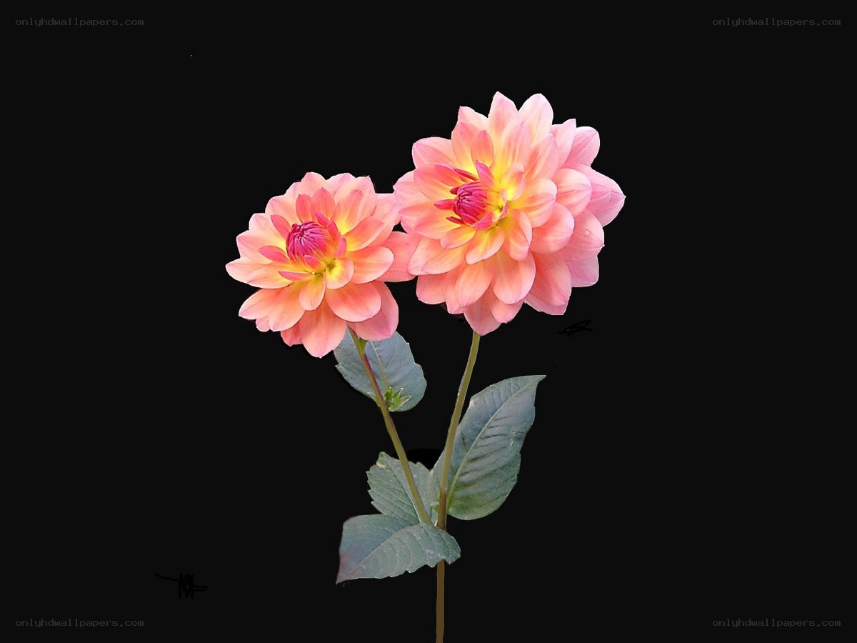 Two pink dahlias on black