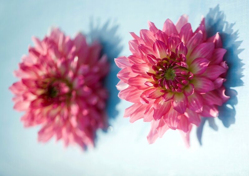 Two Pink Dahlias — Serene, Afternoon