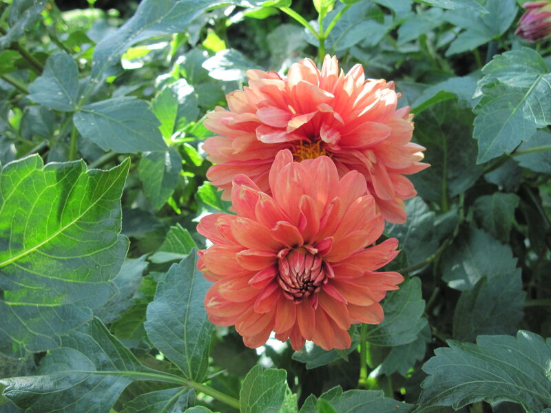 Two Pink Dahlias — Serene