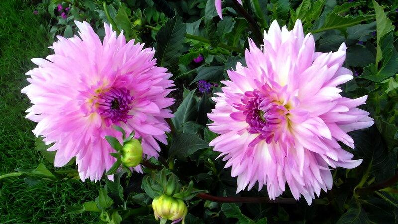 Two Pink Dahlias
