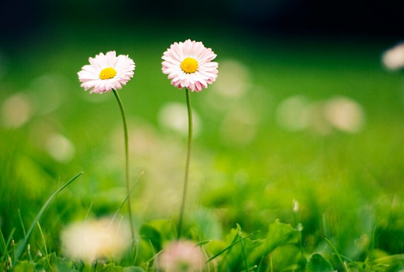 Two Pink Daisies — Green