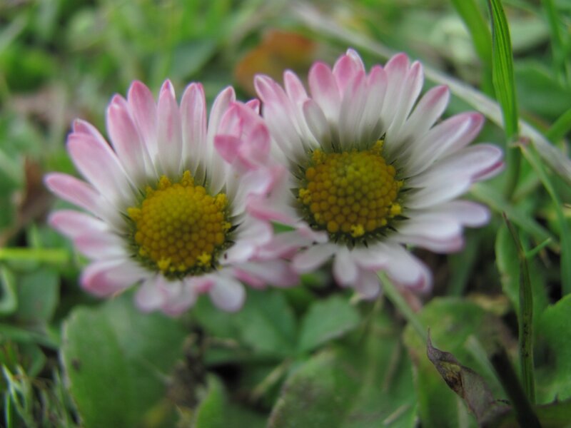 Two pink daisies in grass