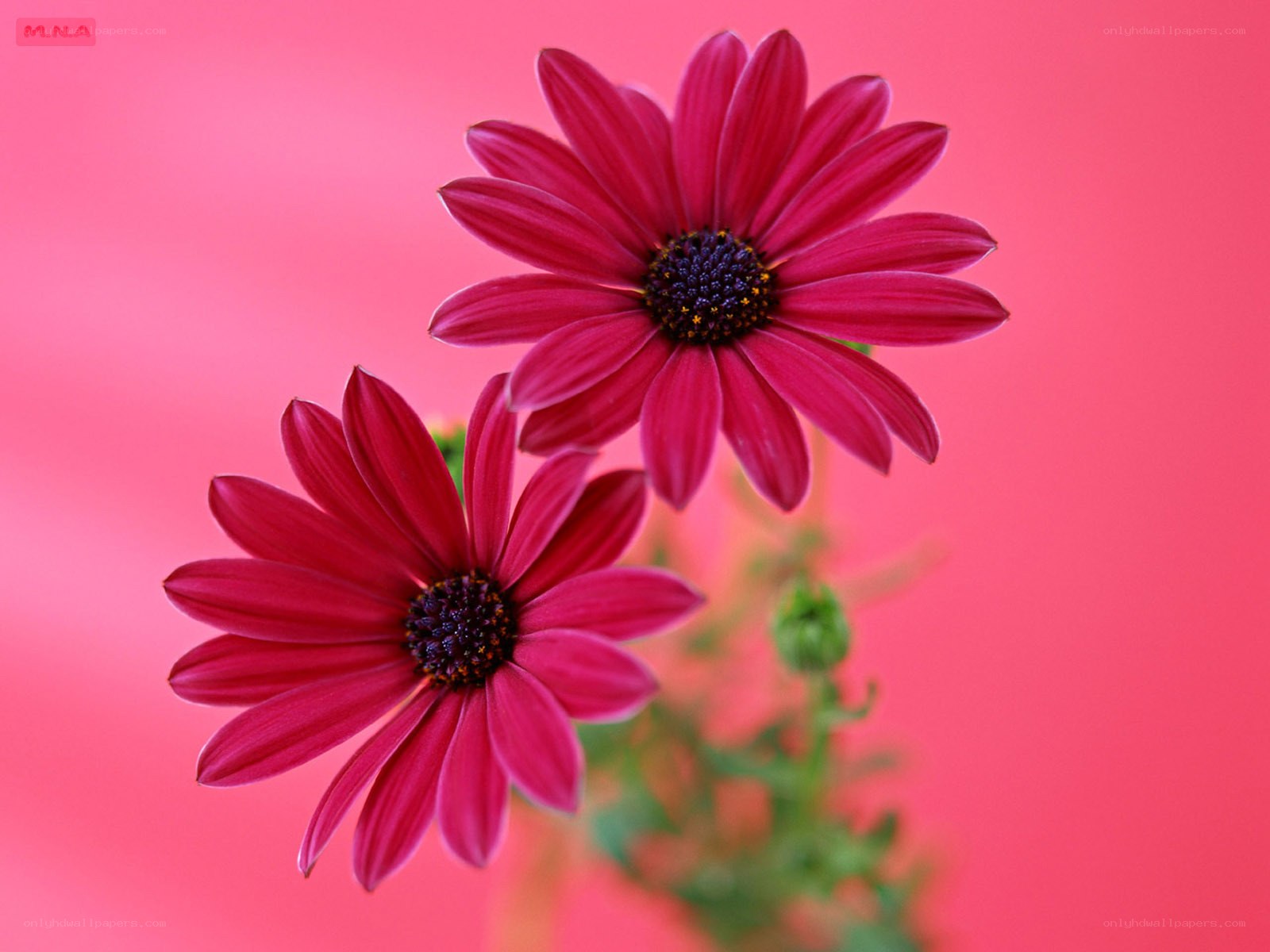 Two pink daisies on a pink background
