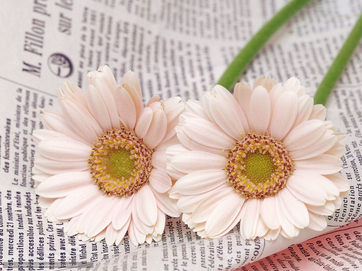 Two pink daisies on newspaper