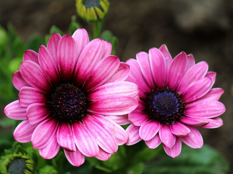 Two Pink Daisies