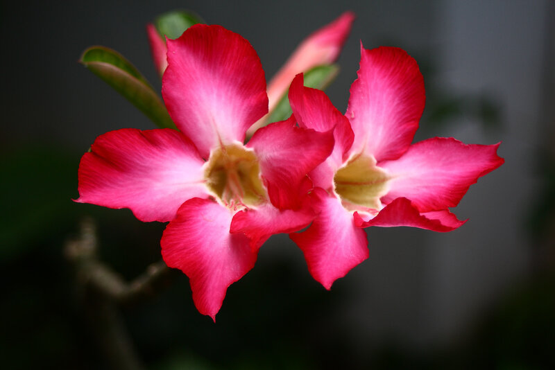 Two Pink Desert Roses