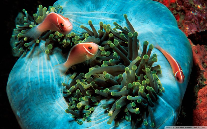 Two Pink Fish in Anemone