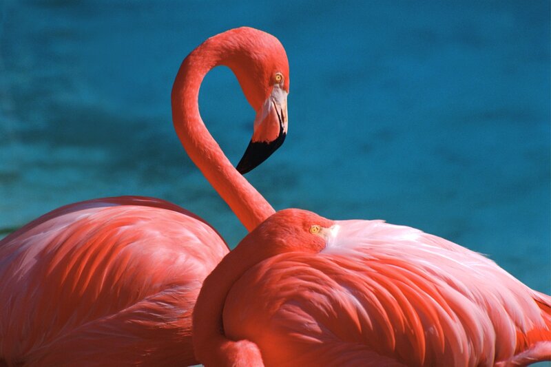 Two pink flamingos by water
