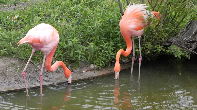 Two Pink Flamingos — Calm, Afternoon