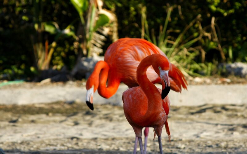 Two Pink Flamingos — Calm