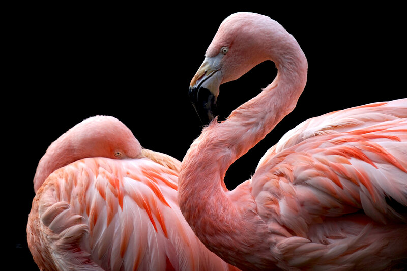 Two Pink Flamingos — Dramatic, Photograph, Black Background