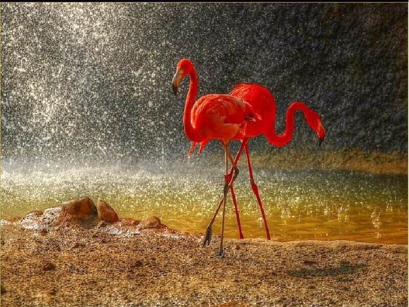 Two Pink Flamingos — Dramatic