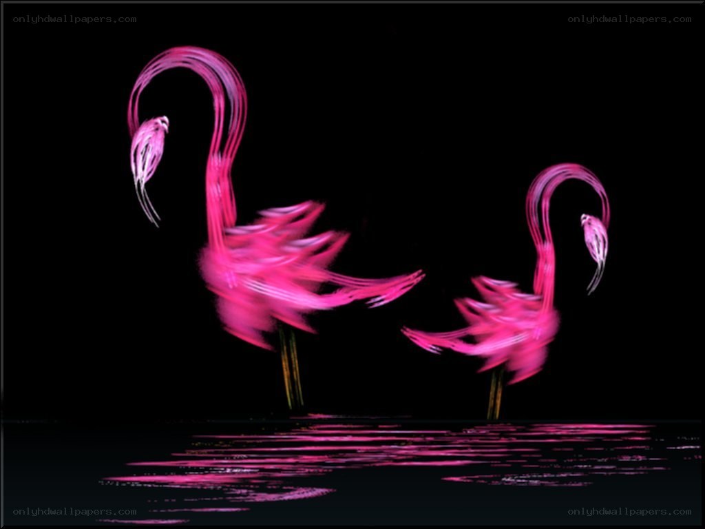 Two pink flamingos in motion