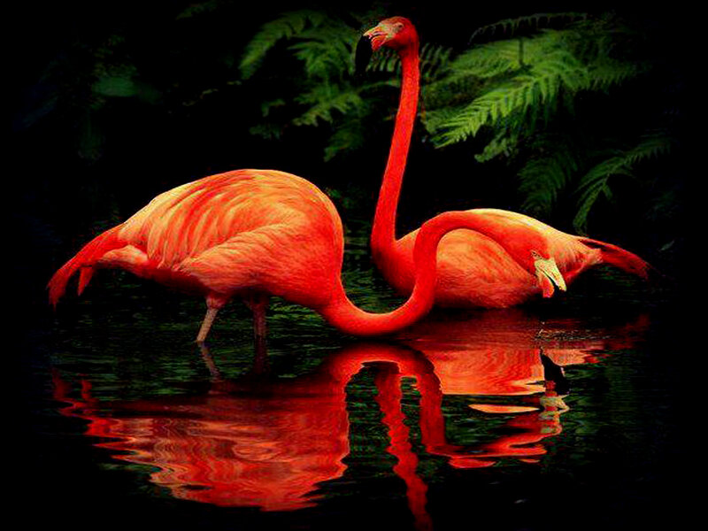 Two Pink Flamingos — Red