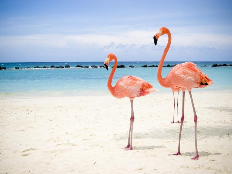 Two Pink Flamingos — Serene, Afternoon