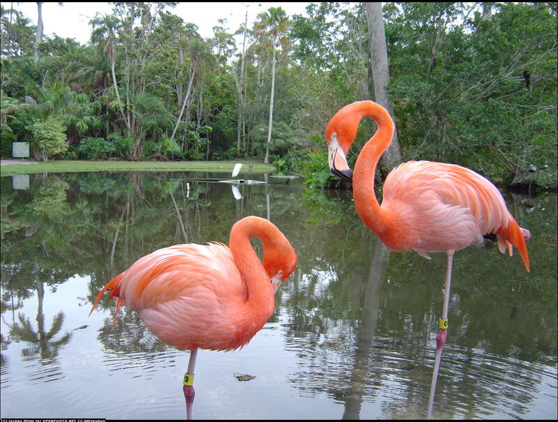 Two Pink Flamingos — Serene, Daytime