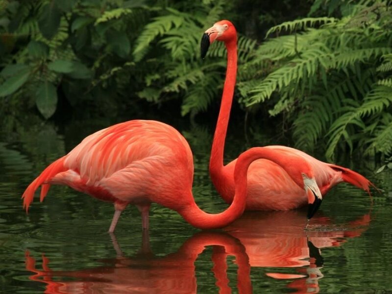 Two Pink Flamingos — Serene, Photograph