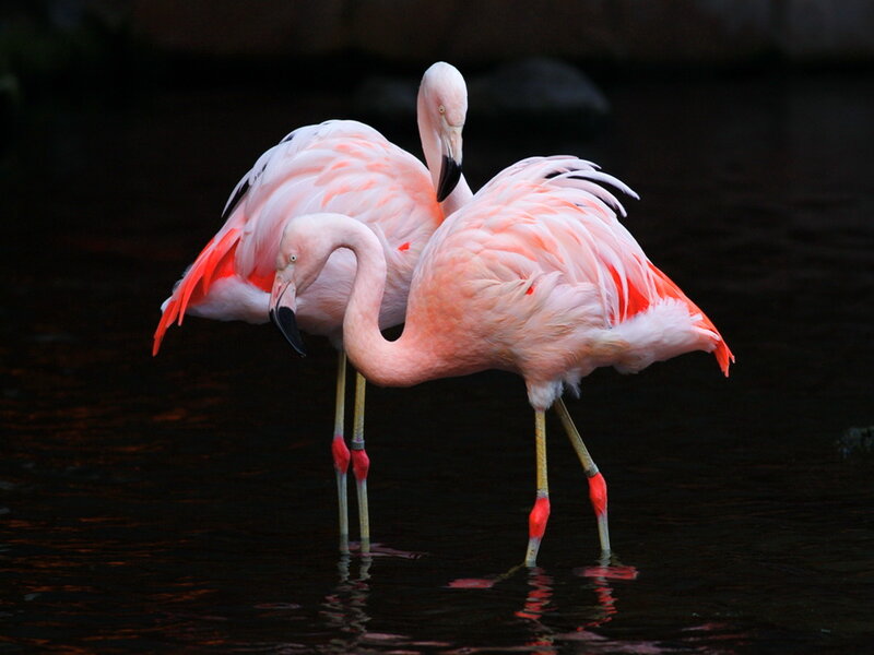 Two Pink Flamingos — Serene, Photograph, Water, Legs